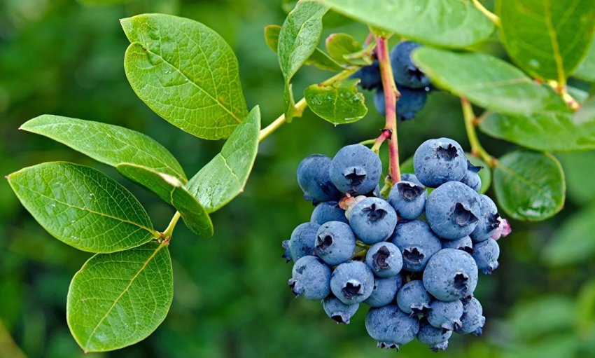 Листя і плоди чорниці Листя і плоди чорниці