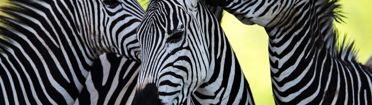 Специфічний аромат зебри допоможе африканським скотарям відбити атаку мух цеце