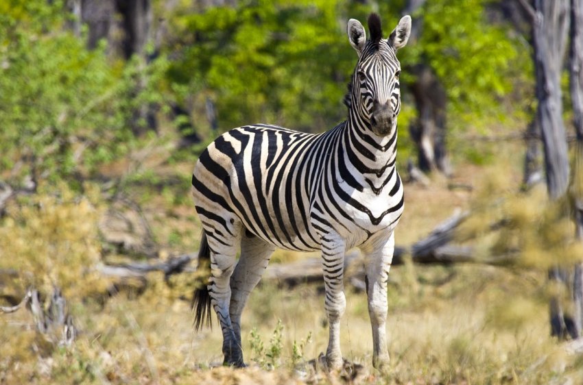 Специфічний аромат зебри допоможе африканським скотарям відбити атаку мух цеце
