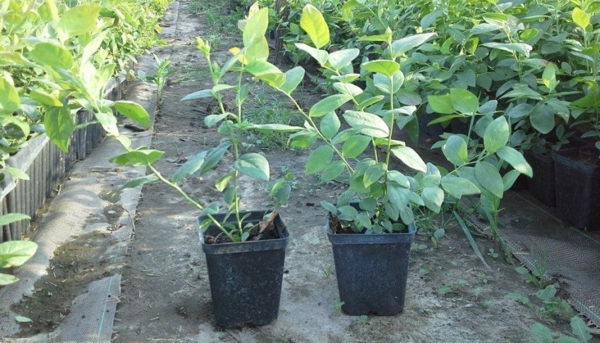 Саджанці малини Саджанці малини