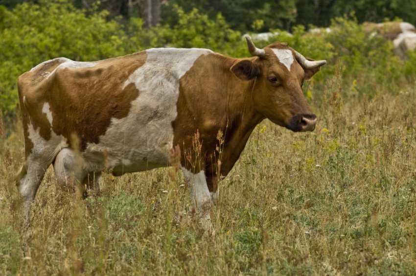 Британці розробили таксі для корів Британці розробили таксі для корів