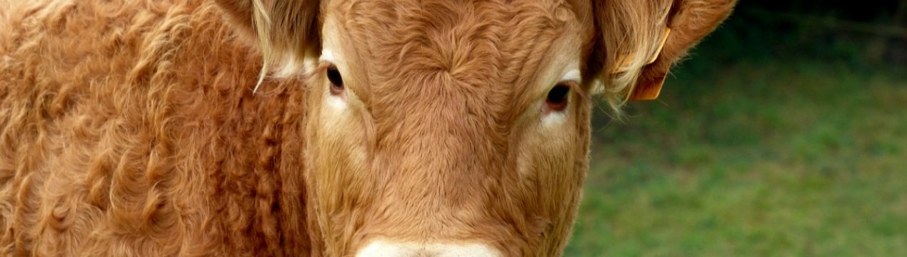 Британці розробили таксі для корів