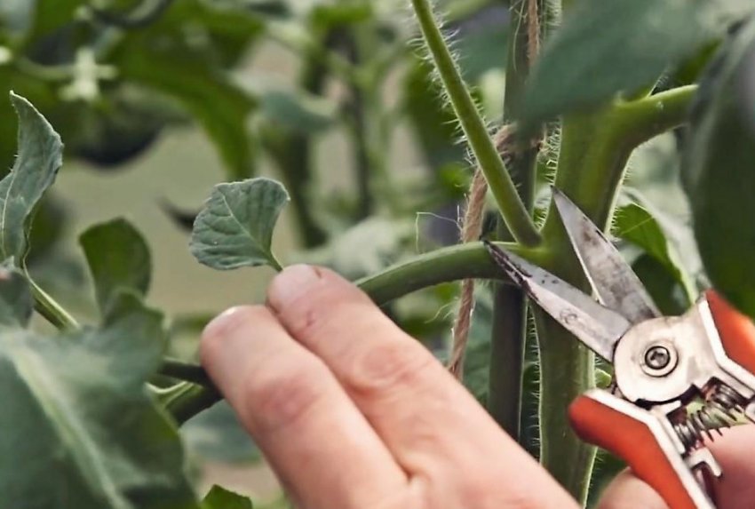 Пасинкування помідорів