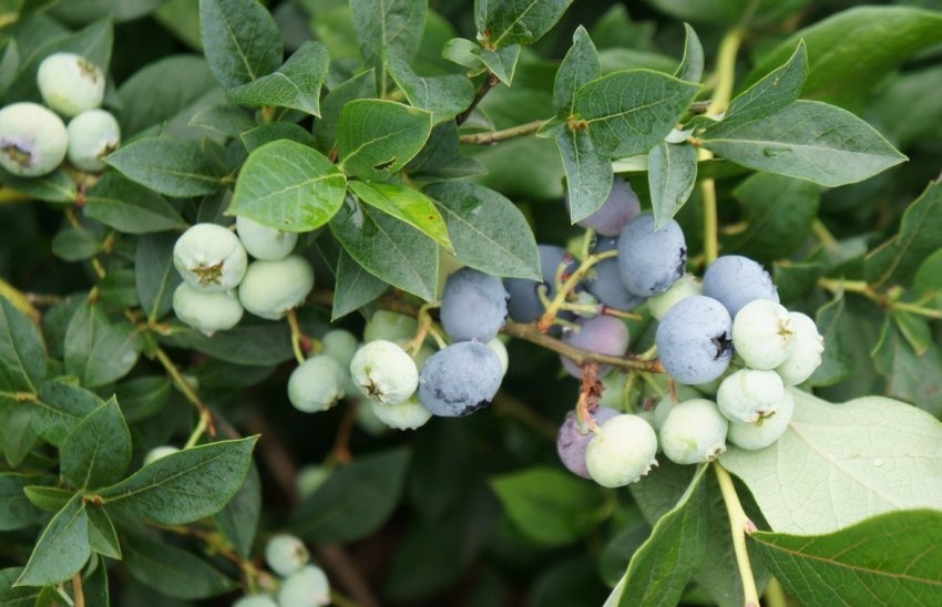 Лохина сорти Блюкроп Лохина сорти Блюкроп