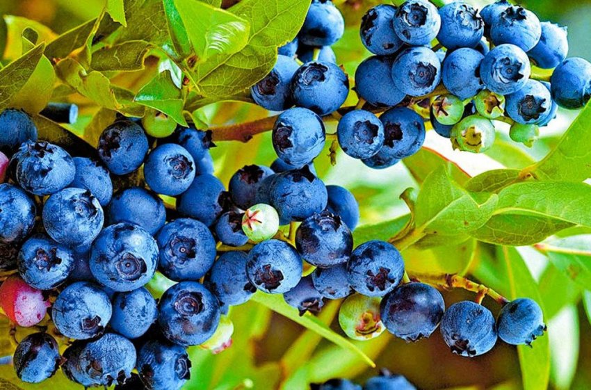 Лохина Блюрей Лохина Блюрей