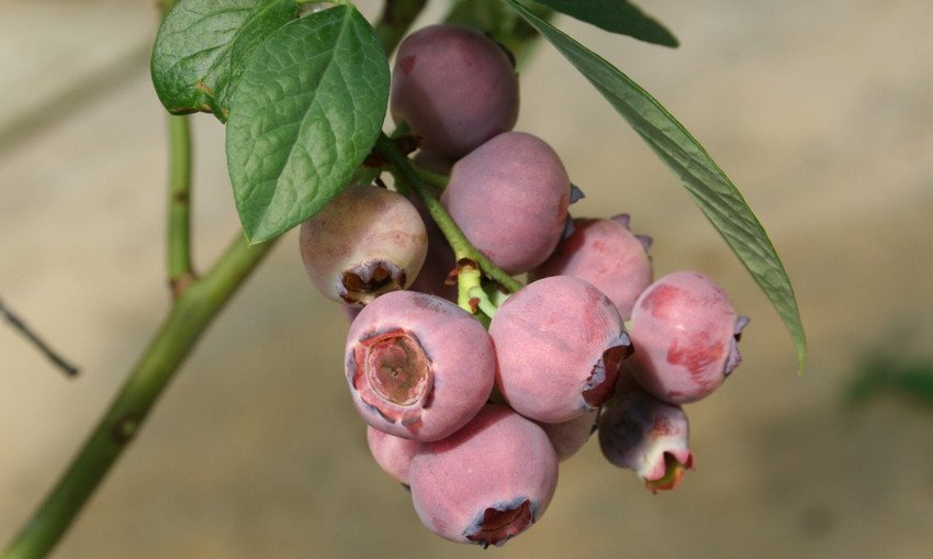 Лохина сорт Роуз Шампейн Лохина сорт Роуз Шампейн