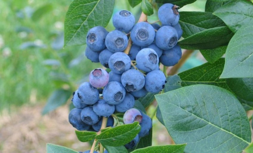 Лохина Саншайн Блю Лохина Саншайн Блю