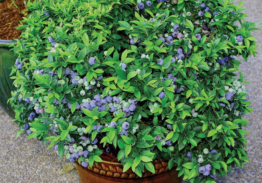 Декоративна лохина Топхэт Декоративна лохина Топхэт