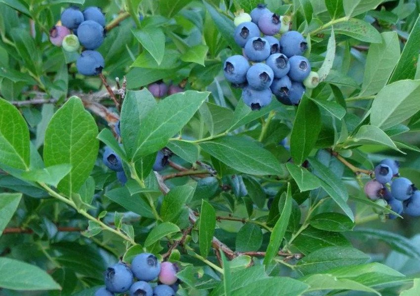 Лохина Нортланд Лохина Нортланд