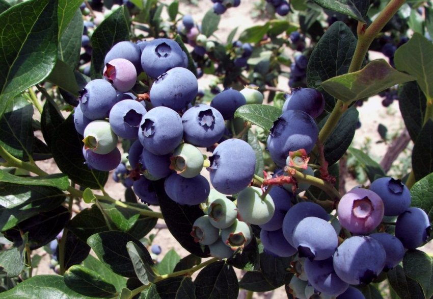 Сорт голубики Елізабет Сорт голубики Елізабет