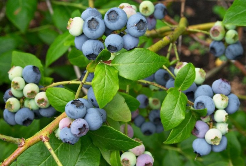 Лохина Еліот Лохина Еліот