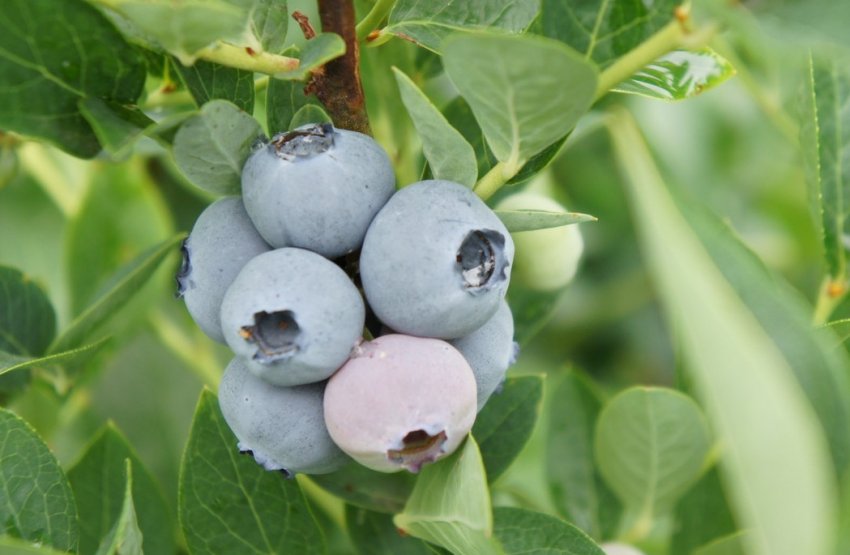 Лохина сорт Топшелф Лохина сорт Топшелф