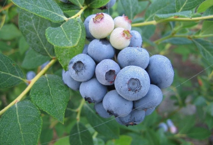 Вирощування лохини в Сибіру Вирощування лохини в Сибіру