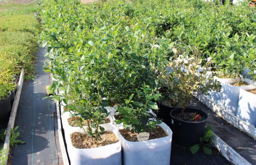 Вирощування лохини в контейнерах Вирощування лохини в контейнерах