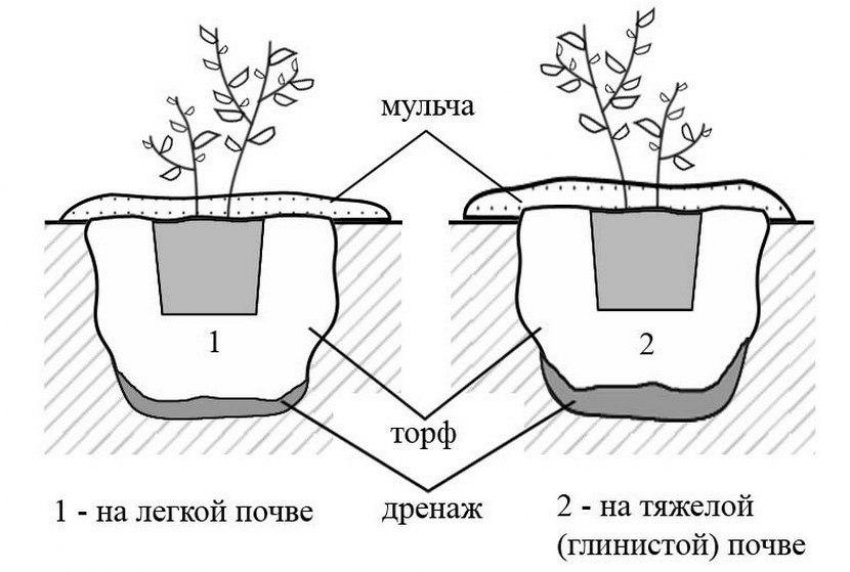 Схема посадки лохини Схема посадки лохини