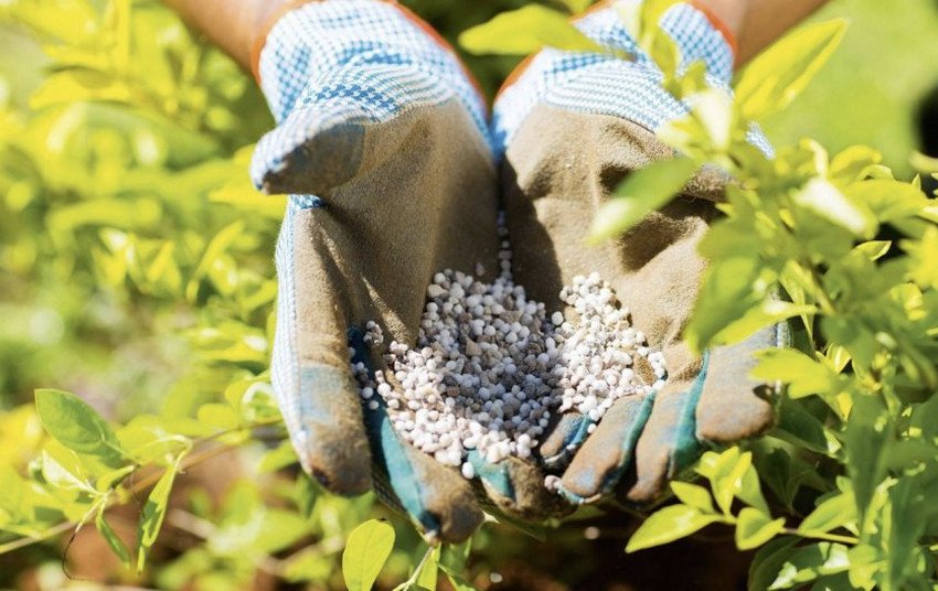Підживлення лохини Підживлення лохини