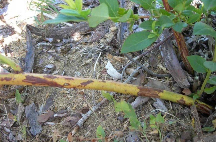 Бактеріальний рак лохини Бактеріальний рак лохини