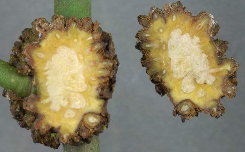 Корончаті галли на стеблах лохини Корончаті галли на стеблах лохини