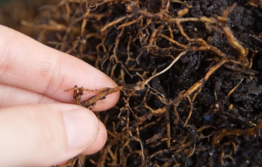 Коренева гниль лохини Коренева гниль лохини