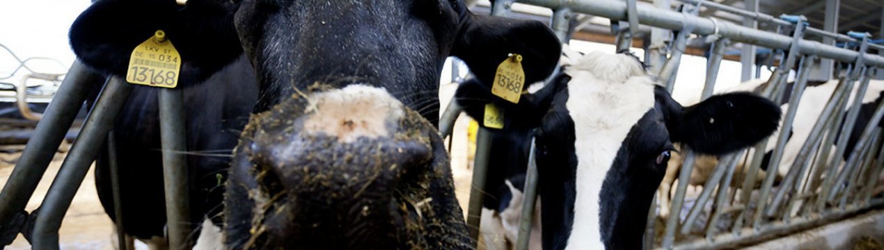 Інструкція з бонітування великої рогатої худоби