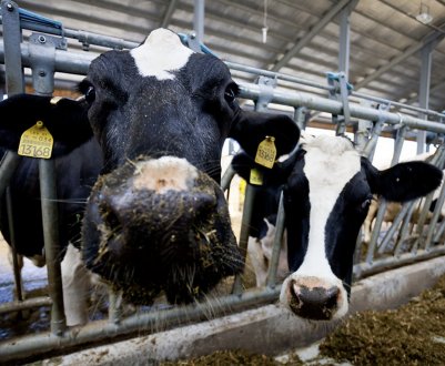 Інструкція з бонітування великої рогатої худоби