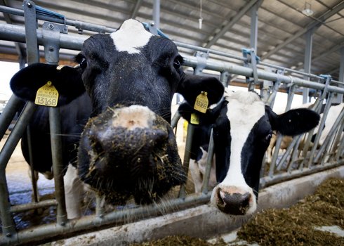 Інструкція з бонітування великої рогатої худоби