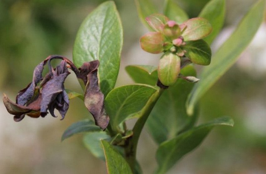 Моніліоз лохини Моніліоз лохини