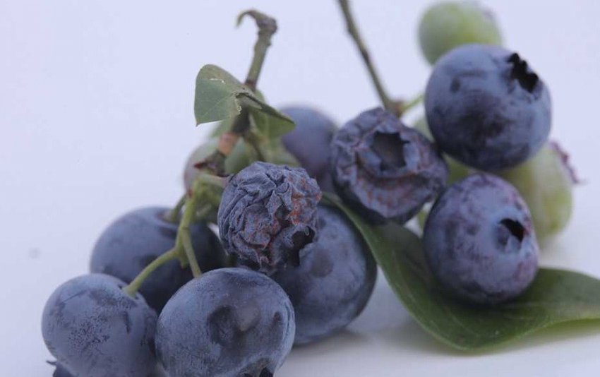 Альтернаріоз лохини Альтернаріоз лохини