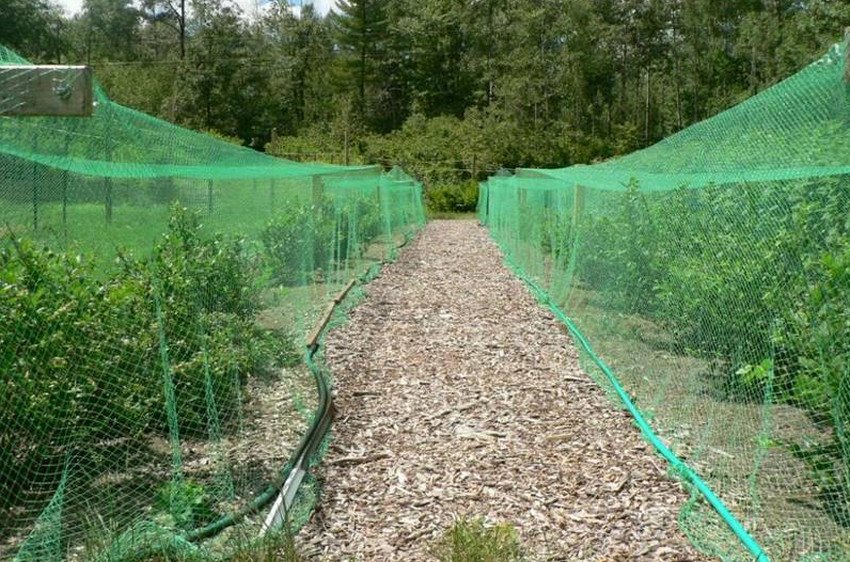 Укриття лохини сіткою від птахів Укриття лохини сіткою від птахів