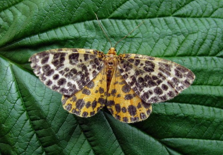 Голубичная пяденица Голубичная пяденица