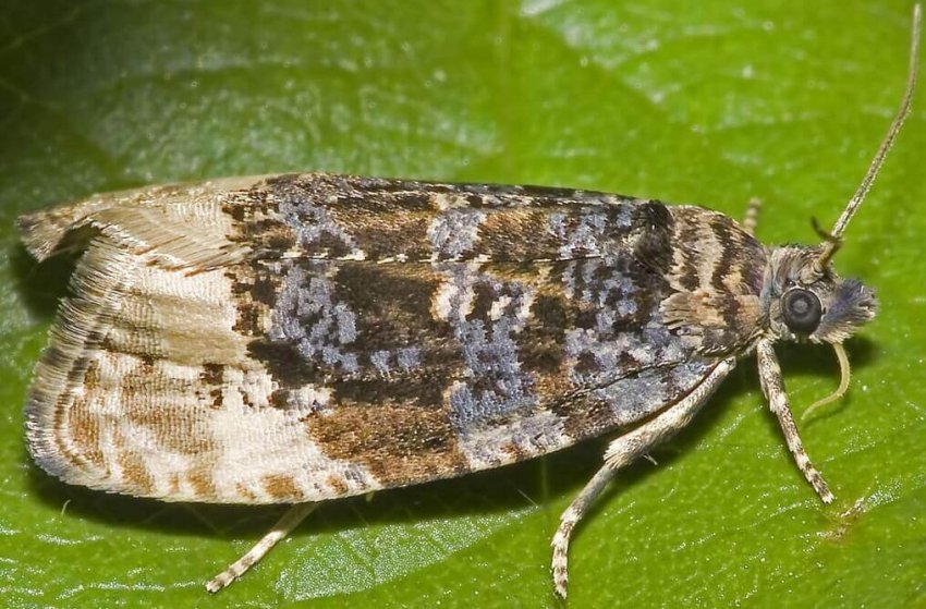 Листовійка на голубиці Листовійка на голубиці