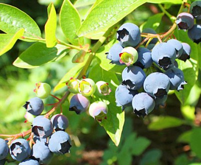 Сорти для вирощування лохини в Сибіру