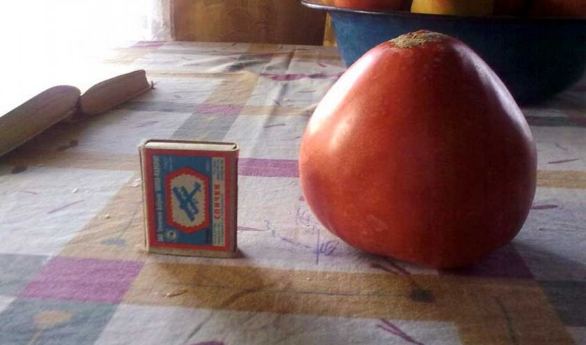 Томат Сенсей Томат Сенсей