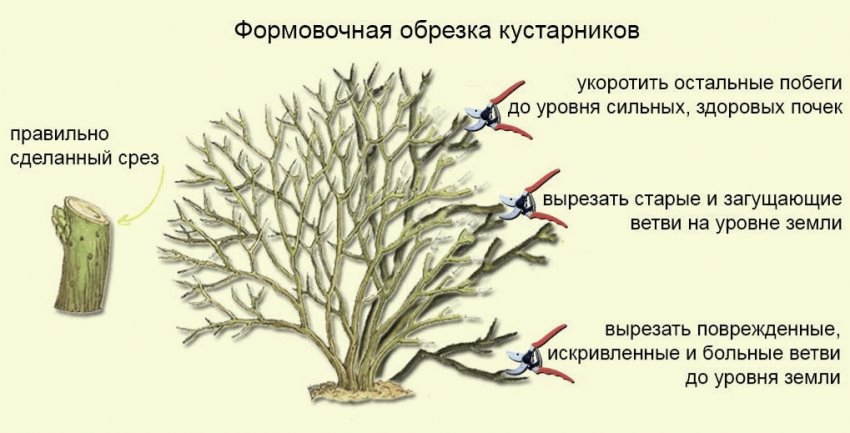 Обрезка кустарника