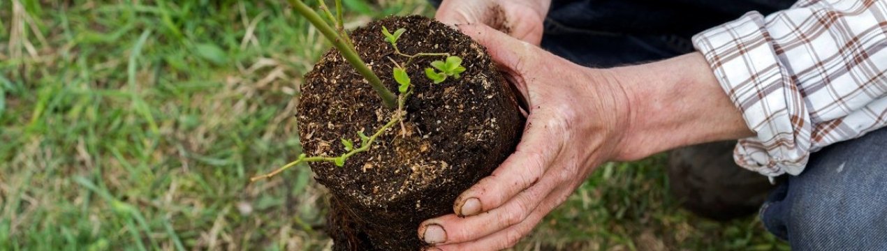 на каком расстоянии садить голубику. Смотреть фото на каком расстоянии садить голубику. Смотреть картинку на каком расстоянии садить голубику. Картинка про на каком расстоянии садить голубику. Фото на каком расстоянии садить голубику
