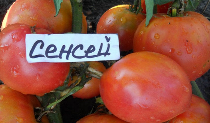томат сенсей описание отзывы. томат сенсей описание отзывы. помидор сорт сенсей. семена томат сенсей. томат сенсей описание отзывы.