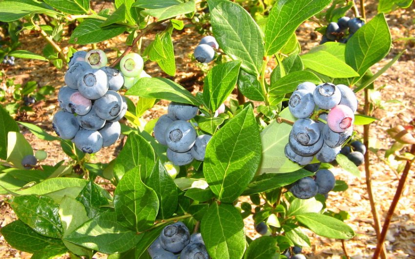 Вирощування лохини