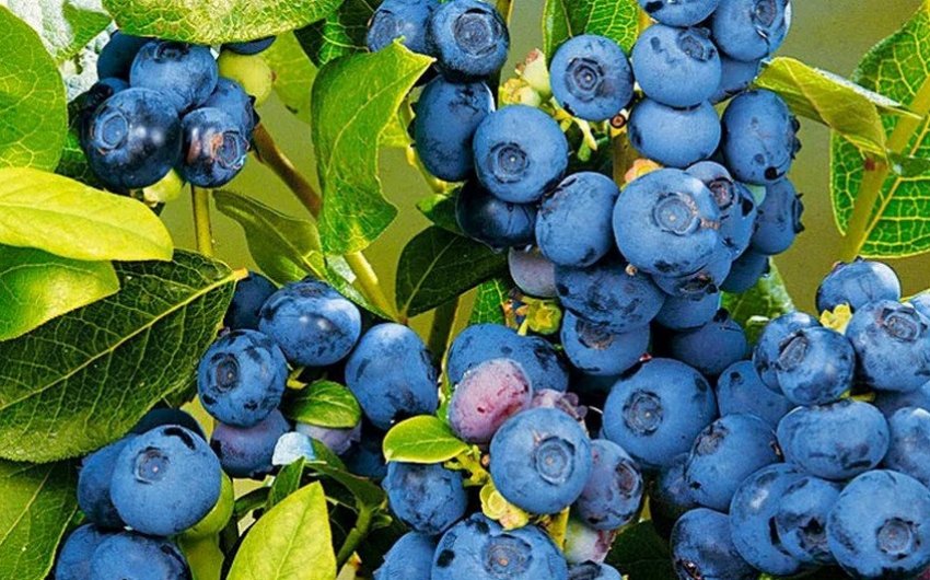 Лохина Патріот