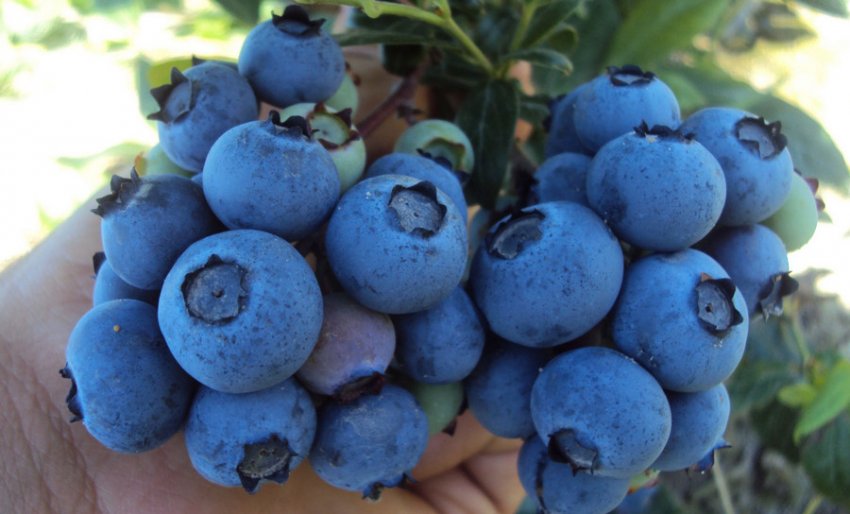 Лохина сорти Санрайз