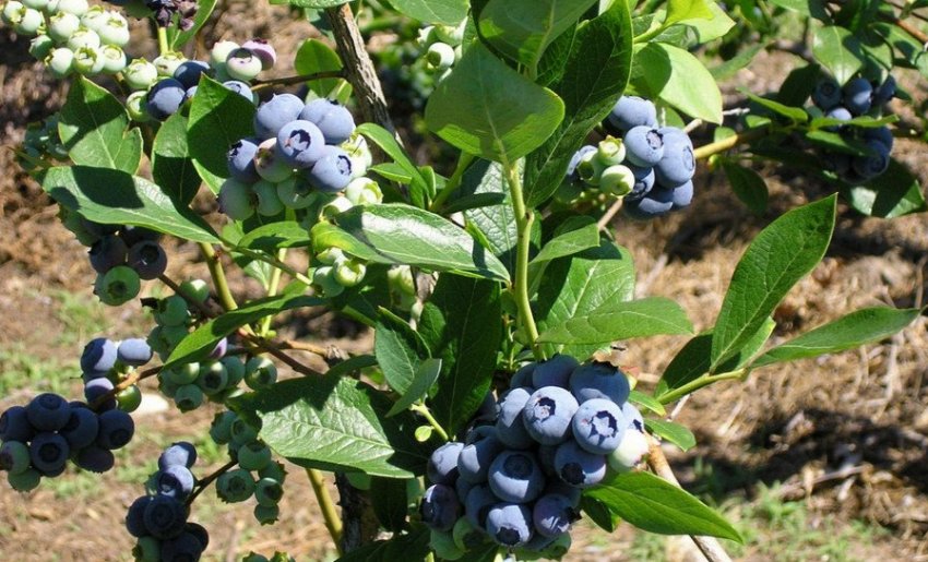 Сорт голубики Блюголд