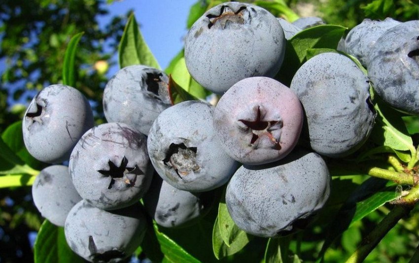 Лохина Бонус