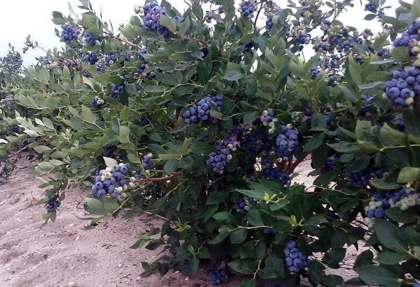 Лохина сорти Джерсі