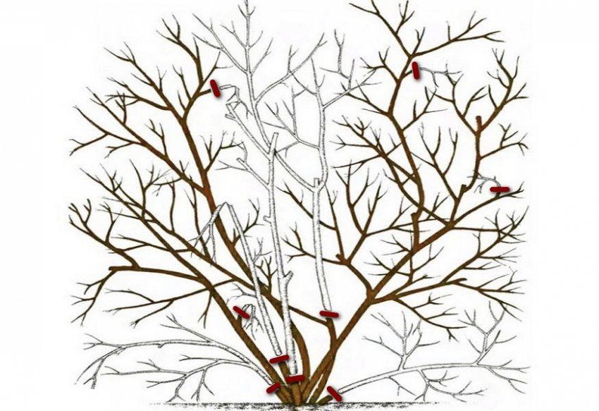 Обрізка кущів малини