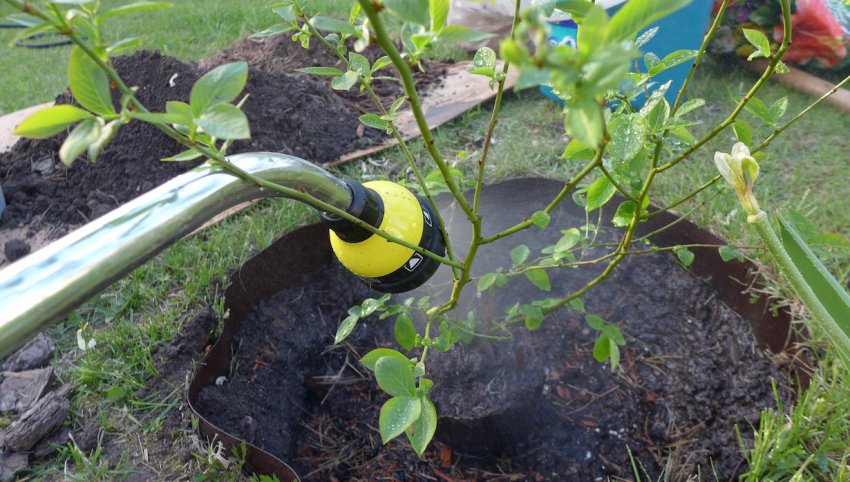 Полив лохини