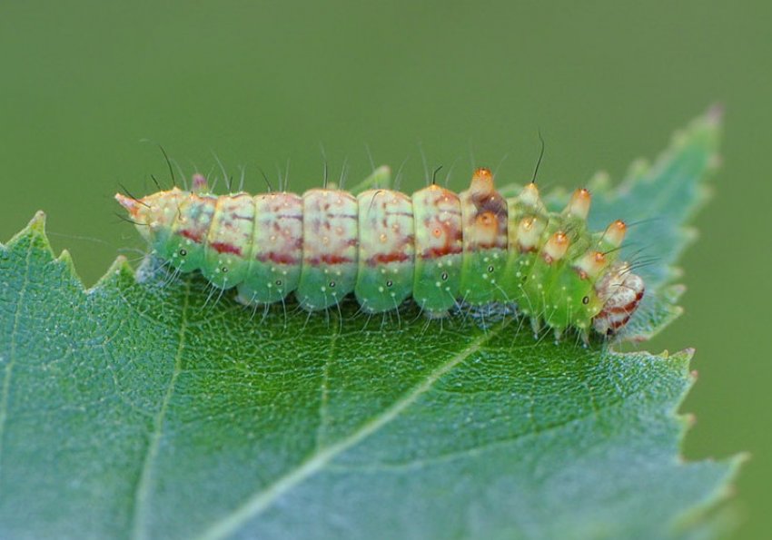 Стрельчатка вересова