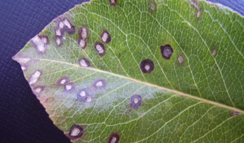 Біла плямистість лохини