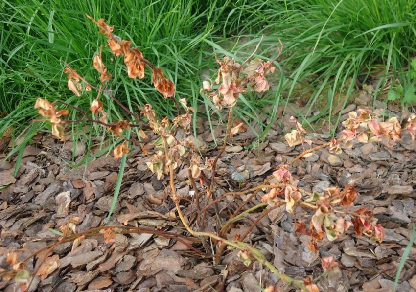 Лохина сохне після посадки