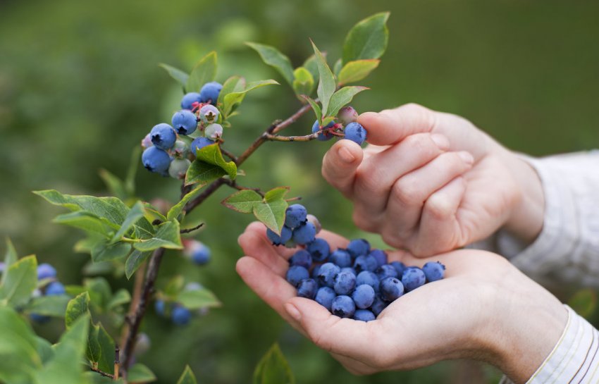 Збір лохини