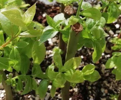 Розмноження лохини живцями: коли черенковать, способи