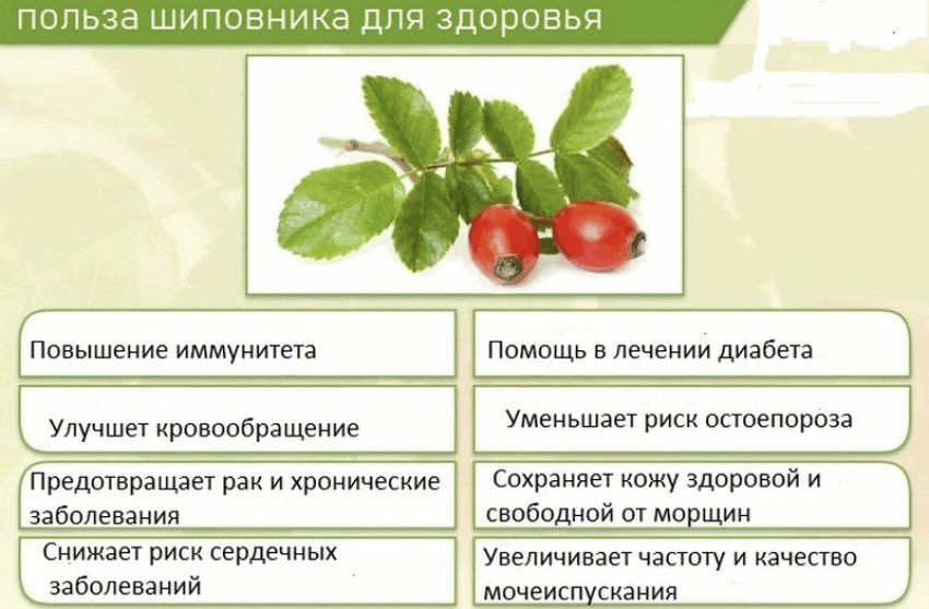 Корисні властивості шипшини Корисні властивості шипшини